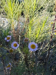 Erigeron blochmaniae