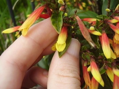 Justicia floribunda