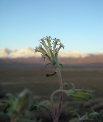 Chaenactis macrantha