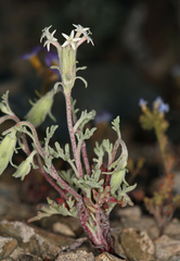 Chaenactis macrantha