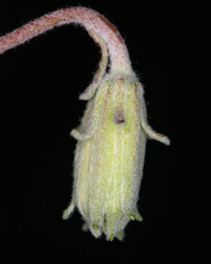 Chaenactis macrantha