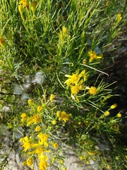 Senecio blochmaniae