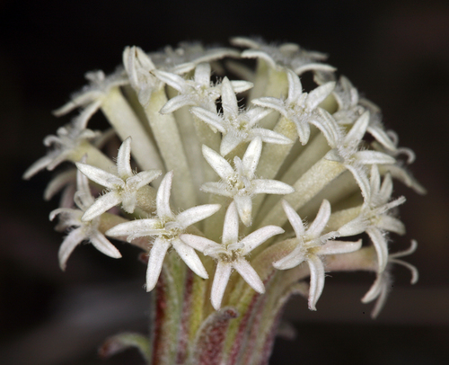 Chaenactis macrantha D.C.Eaton