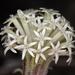 Chaenactis macrantha - Photo (c) Steve Matson, algunos derechos reservados (CC BY), subido por Steve Matson