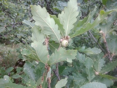 Quercus macranthera
