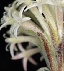 Chaenactis macrantha