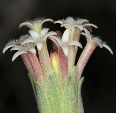 Chaenactis macrantha