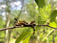 Limenitis arthemis astyanax