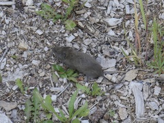 Microtus montanus