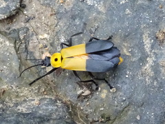 Chauliognathus heros