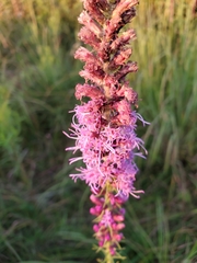 Liatris pycnostachya pycnostachya