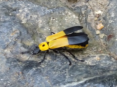 Chauliognathus heros
