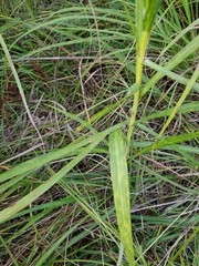 Liatris pycnostachya pycnostachya