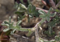 Chaenactis macrantha