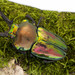 Rainbow Stag Beetle - Photo (c) Mashku, some rights reserved (CC BY-NC-SA)
