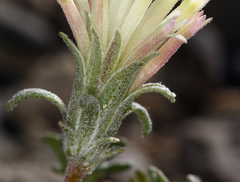 Chaenactis macrantha