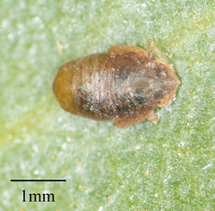 Neophyllura