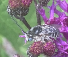 Melissodes denticulatus