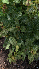 Lamium galeobdolon flavidum