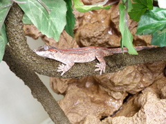 Knob-Headed Giant Gecko photo 4