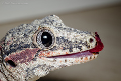 Knob-Headed Giant Gecko photo 5