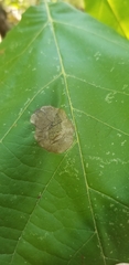 Ectoedemia platanella