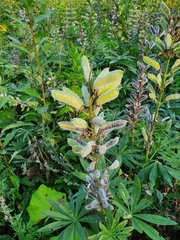 Lupinus polyphyllus