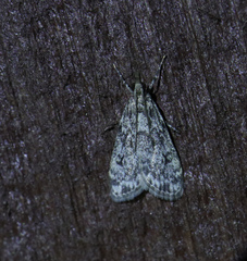 Eudonia truncicolella