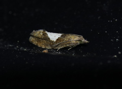 Epinotia brunnichana