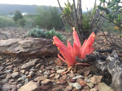 Hyobanche