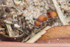 Pseudomethoca simillima