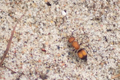 Pseudomethoca simillima