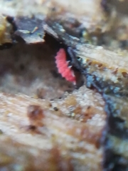 Bilobella braunerae