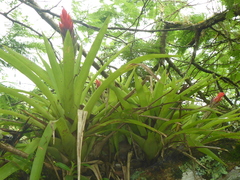 Guzmania monostachia
