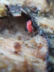 Bilobella braunerae