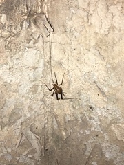 Euhadenoecus puteanus