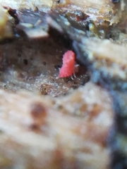 Bilobella braunerae