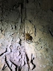 Euhadenoecus puteanus