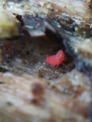 Bilobella braunerae