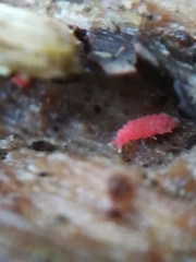 Bilobella braunerae