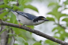 Hooded Tanager photo 5