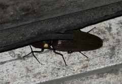 Deilelater physoderus