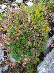 Potentilla biflora