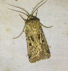 Agrotis orthogonia