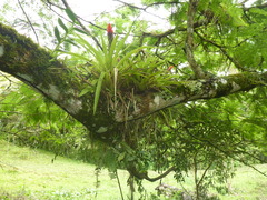 Guzmania monostachia