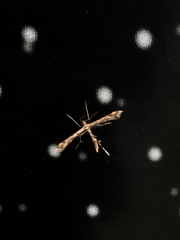 Amblyptilia acanthadactyla