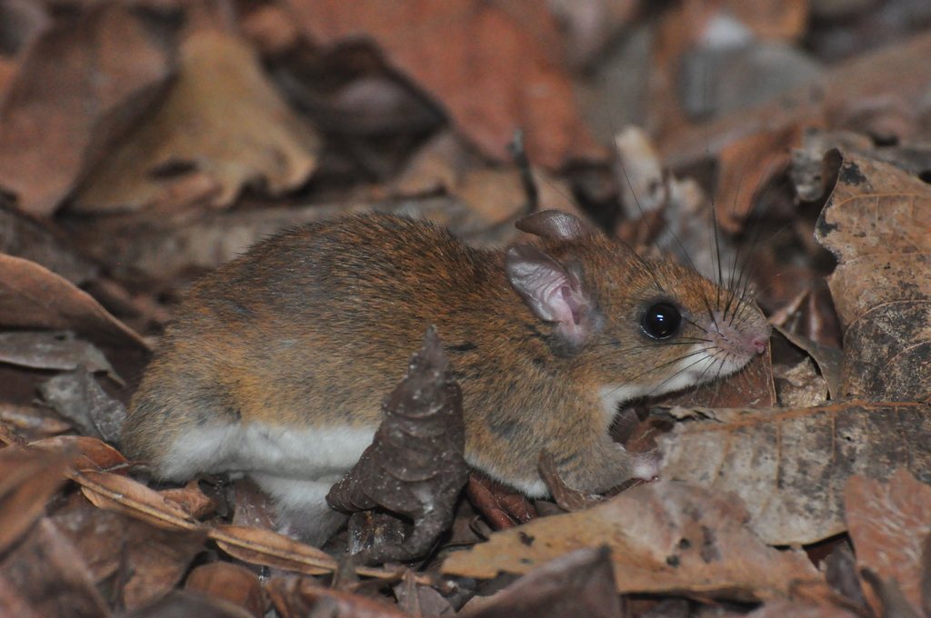 Atlantic Forest Oecomys