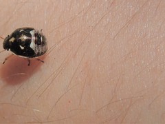 Rubiconia intermedia