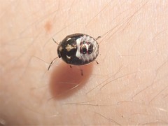 Rubiconia intermedia