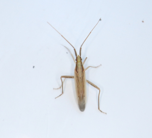 Grass bug photo 3